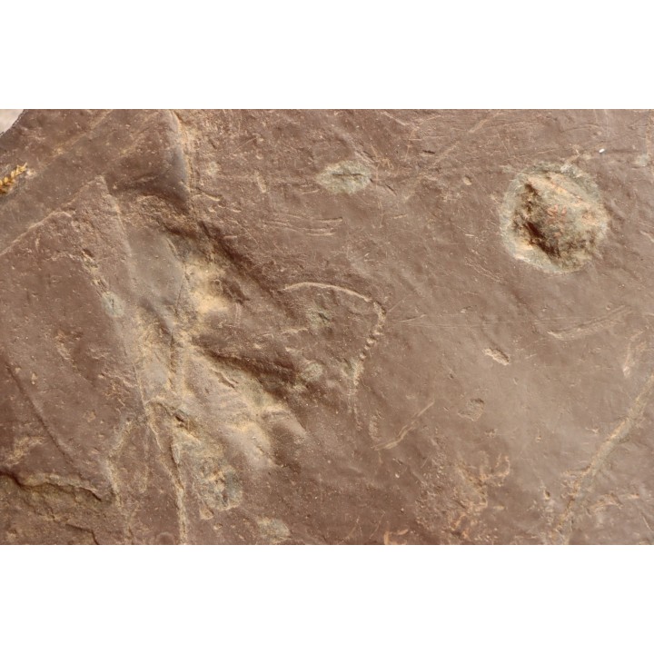 jellyfish  Medusina Atava and amphibian foot print - Permian  - Millau -  FRANCE