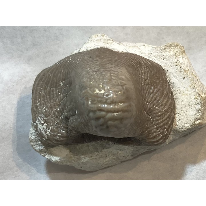 Ptychodus latissimus - coniacien - Annages, 59 - FRANCE