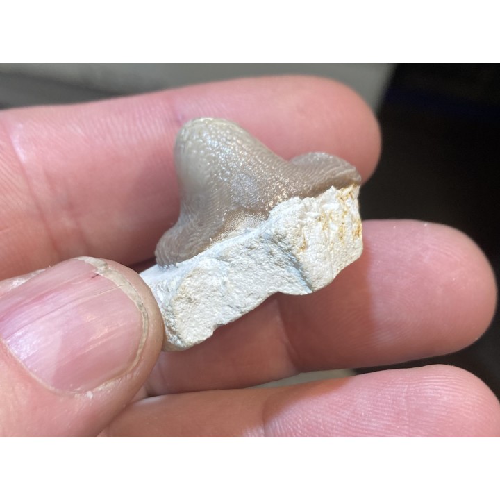 Ptychodus latissimus - coniacien - Annages, 59 - FRANCE