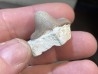 Ptychodus latissimus - coniacien - Annages, 59 - FRANCE