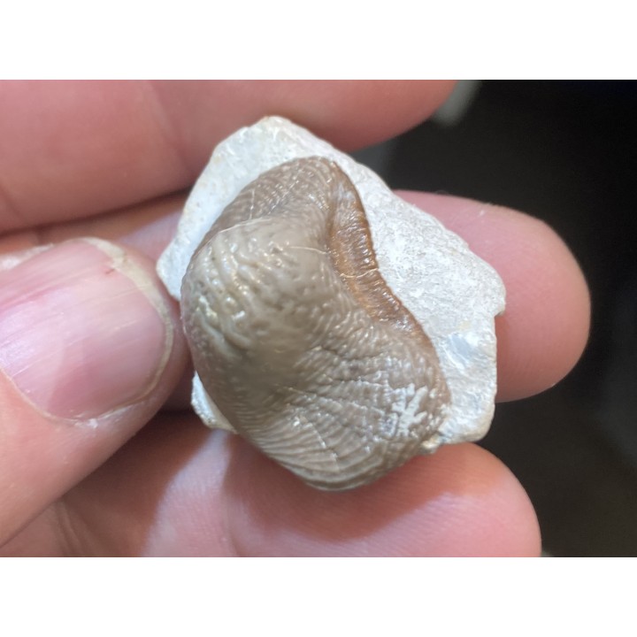 Ptychodus latissimus - coniacien - Annages, 59 - FRANCE