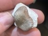 Ptychodus latissimus - coniacien - Annages, 59 - FRANCE