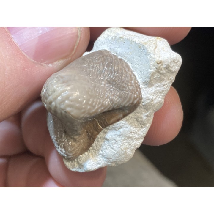 Ptychodus latissimus - coniacien - Annages, 59 - FRANCE