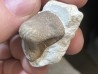 Ptychodus latissimus - coniacien - Annages, 59 - FRANCE