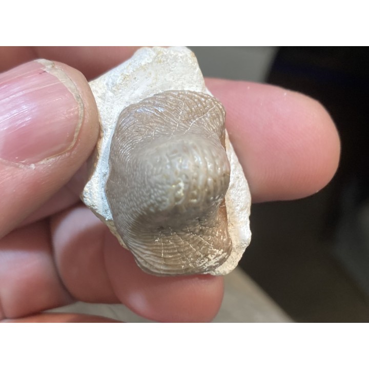 Ptychodus latissimus - coniacien - Annages, 59 - FRANCE
