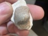Ptychodus latissimus - coniacien - Annages, 59 - FRANCE