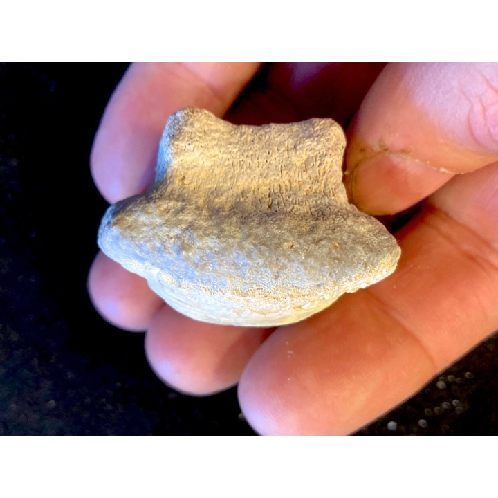Enorme dent de Ptychodus - turonien - CBN - FRANCE