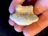 Enorme dent de Ptychodus - turonien - CBN - FRANCE