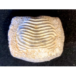 Enorme dent de Ptychodus   turonien  - CBN, FRANCE