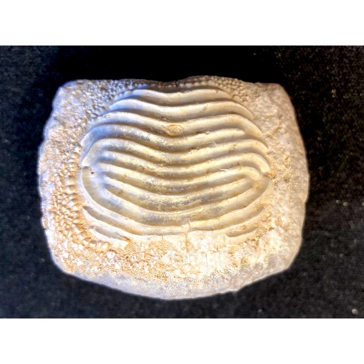 Enorme dent de Ptychodus - turonien - CBN - FRANCE