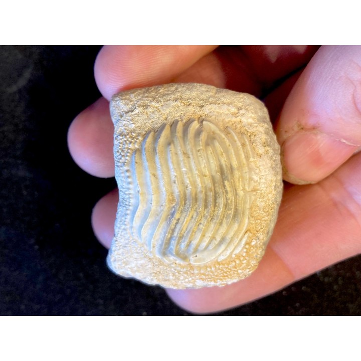 Enorme dent de Ptychodus - turonien - CBN - FRANCE