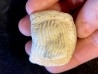 Enorme dent de Ptychodus - turonien - CBN - FRANCE