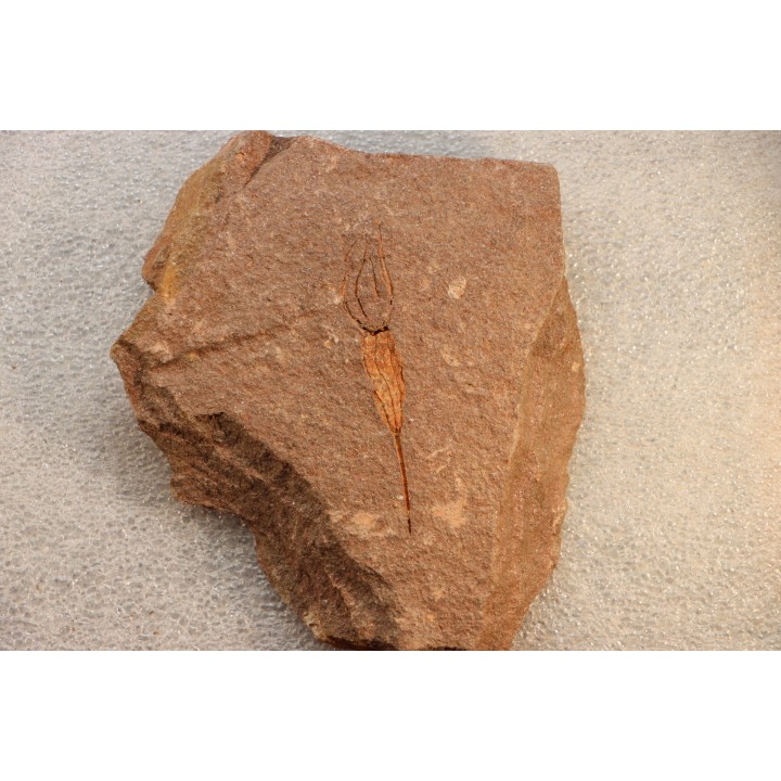 EOCRINOIDES: dalle à  ASCOCYSTITES - Sandbien - ordovicien sup. - Bou Nemrou, Erfoud, Maroc