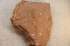 EOCRINOIDES: dalle à  ASCOCYSTITES - Sandbien - ordovicien sup. - Bou Nemrou, Erfoud, Maroc