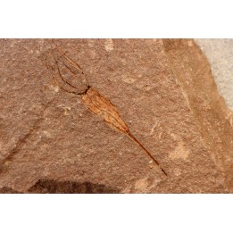 EOCRINOIDES: dalle à  ASCOCYSTITES - Sandbien - ordovicien sup. - Bou Nemrou, Erfoud, Maroc