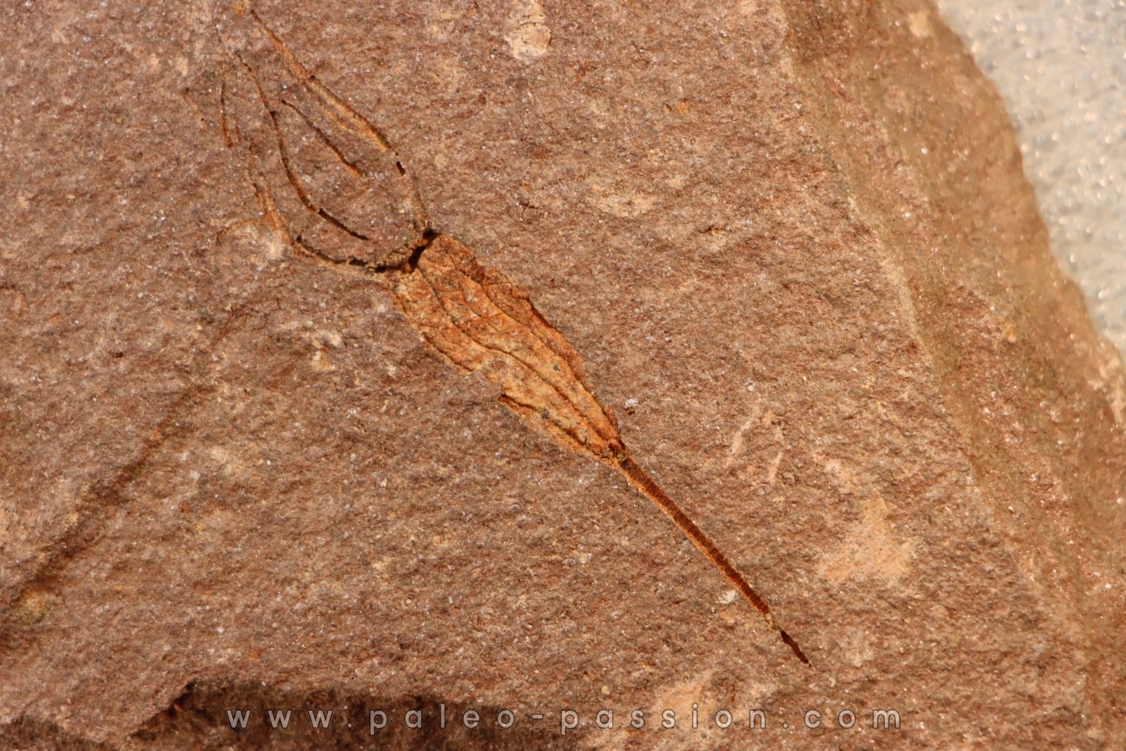 EOCRINOIDES: plate with ASCOCYSTITES - Sandbian - upper ordovician - Bou Nemrou, Arfoud, Morocco