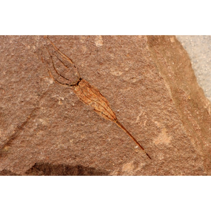 EOCRINOIDES: dalle à  ASCOCYSTITES - Sandbien - ordovicien sup. - Bou Nemrou, Erfoud, Maroc