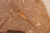 EOCRINOIDES: plate with ASCOCYSTITES - Sandbian - upper ordovician - Bou Nemrou, Arfoud, Morocco