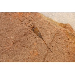 EOCRINOIDES: dalle à  ASCOCYSTITES - Sandbien - ordovicien sup. - Bou Nemrou, Erfoud, Maroc