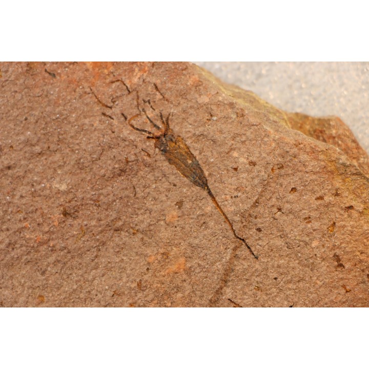 EOCRINOIDES: dalle à  ASCOCYSTITES - Sandbien - ordovicien sup. - Bou Nemrou, Erfoud, Maroc