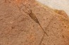 EOCRINOIDES: dalle à  ASCOCYSTITES - Sandbien - ordovicien sup. - Bou Nemrou, Erfoud, Maroc