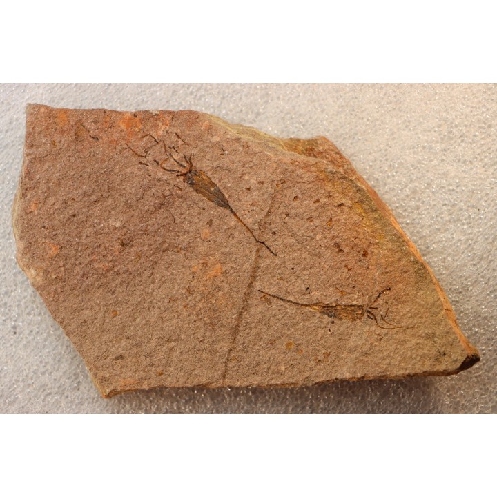 EOCRINOIDES: dalle à  ASCOCYSTITES - Sandbien - ordovicien sup. - Bou Nemrou, Erfoud, Maroc