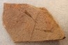 EOCRINOIDES: plate with  ASCOCYSTITES - Sandbian - upper ordovician - Bou Nemrou, Arfoud, Morocco