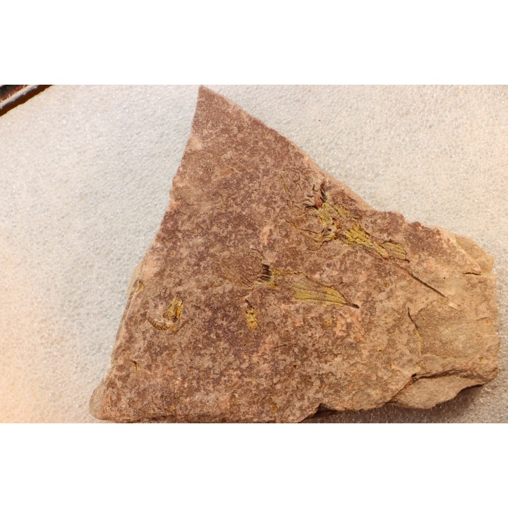 EOCRINOIDES: dalle à  ASCOCYSTITES - Sandbien - ordovicien sup. - Bou Nemrou, Erfoud, Maroc