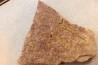 EOCRINOIDES: dalle à  ASCOCYSTITES - Sandbien - ordovicien sup. - Bou Nemrou, Erfoud, Maroc