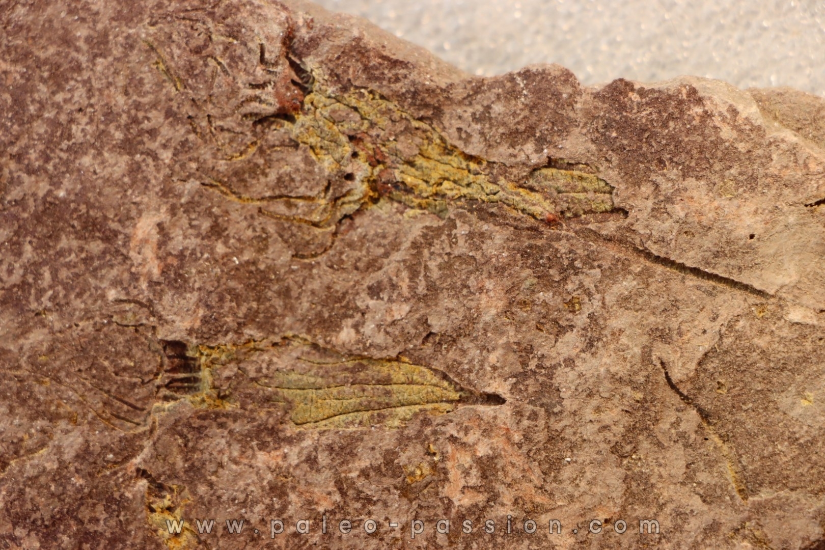 EOCRINOIDES: plate with ASCOCYSTITES - Sandbian - upper ordovician - Bou Nemrou, Arfoud, Morocco