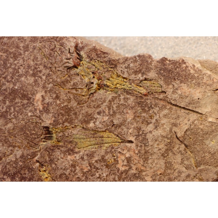 EOCRINOIDES: dalle à  ASCOCYSTITES - Sandbien - ordovicien sup. - Bou Nemrou, Erfoud, Maroc