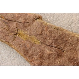 EOCRINOIDES: plate with  ASCOCYSTITES - Sandbian - upper ordovician - Bou Nemrou, Arfoud, Morocco