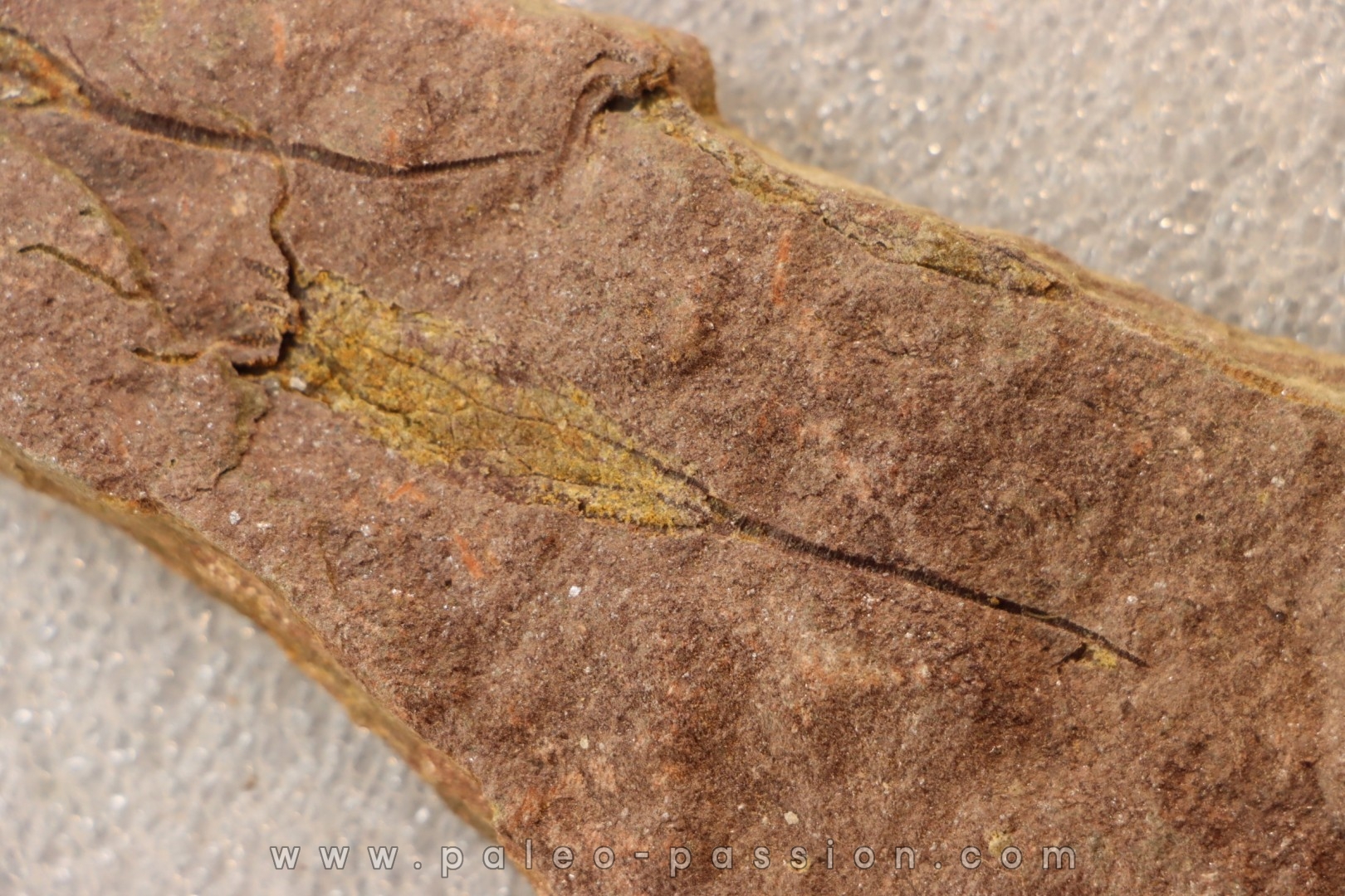 EOCRINOIDES: plate with ASCOCYSTITES - Sandbian - upper ordovician - Bou Nemrou, Arfoud, Morocco