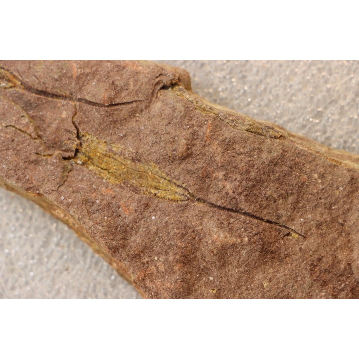 EOCRINOIDES: plate with  ASCOCYSTITES - Sandbian - upper ordovician - Bou Nemrou, Arfoud, Morocco