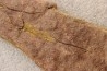EOCRINOIDES: plate with ASCOCYSTITES - Sandbian - upper ordovician - Bou Nemrou, Arfoud, Morocco