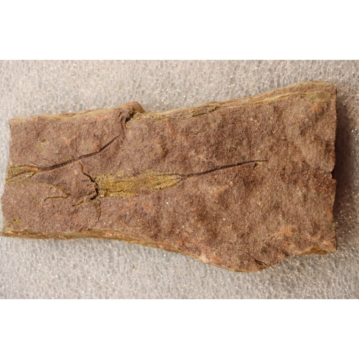 EOCRINOIDES: dalle à  ASCOCYSTITES - Sandbien - ordovicien sup. - Bou Nemrou, Erfoud, Maroc