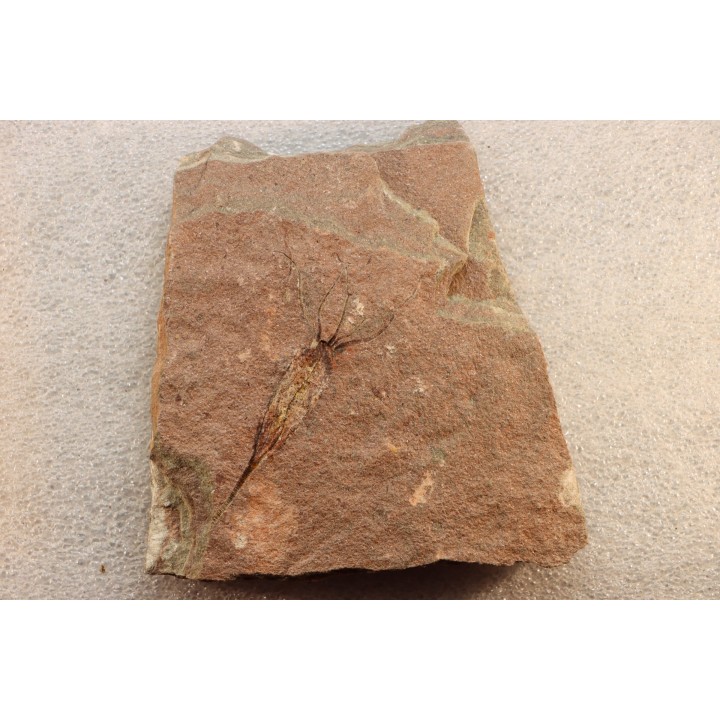 EOCRINOIDES: dalle à  ASCOCYSTITES - Sandbien - ordovicien sup. - Bou Nemrou, Erfoud, Maroc