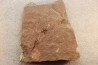 EOCRINOIDES: plate with ASCOCYSTITES - Sandbian - upper ordovician - Bou Nemrou, Arfoud, Morocco