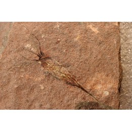 EOCRINOIDES: plate with  ASCOCYSTITES - Sandbian - upper ordovician - Bou Nemrou, Arfoud, Morocco