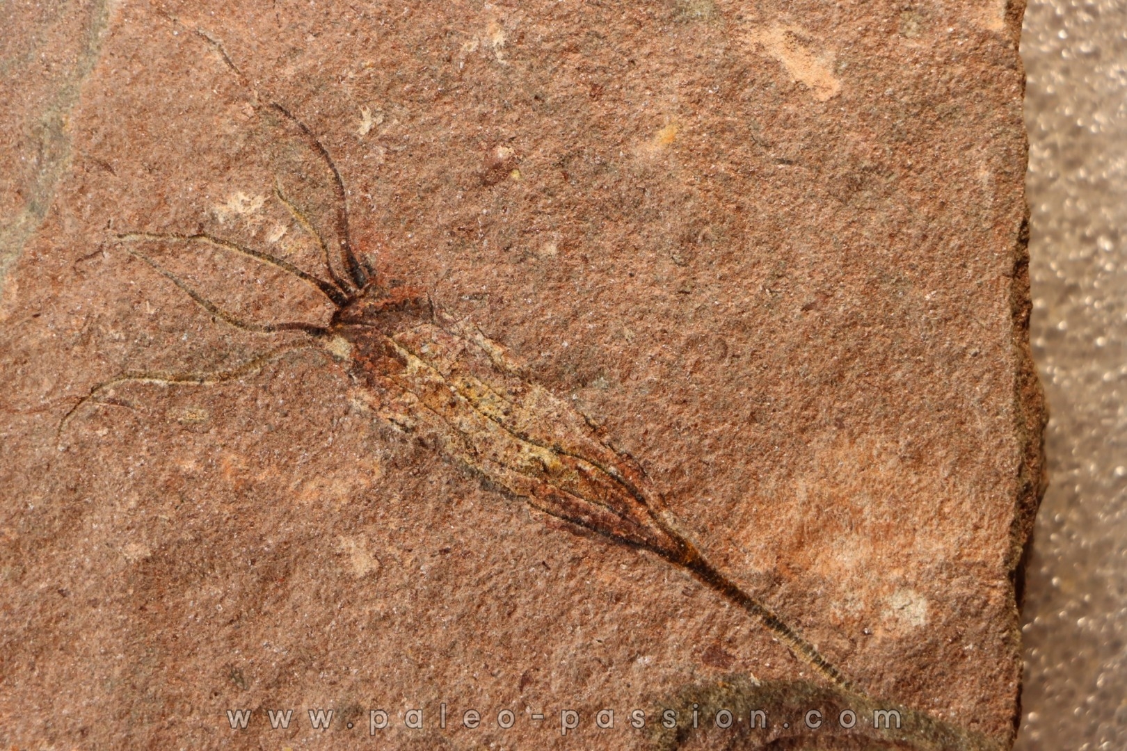 EOCRINOIDES: plate with ASCOCYSTITES - Sandbian - upper ordovician - Bou Nemrou, Arfoud, Morocco