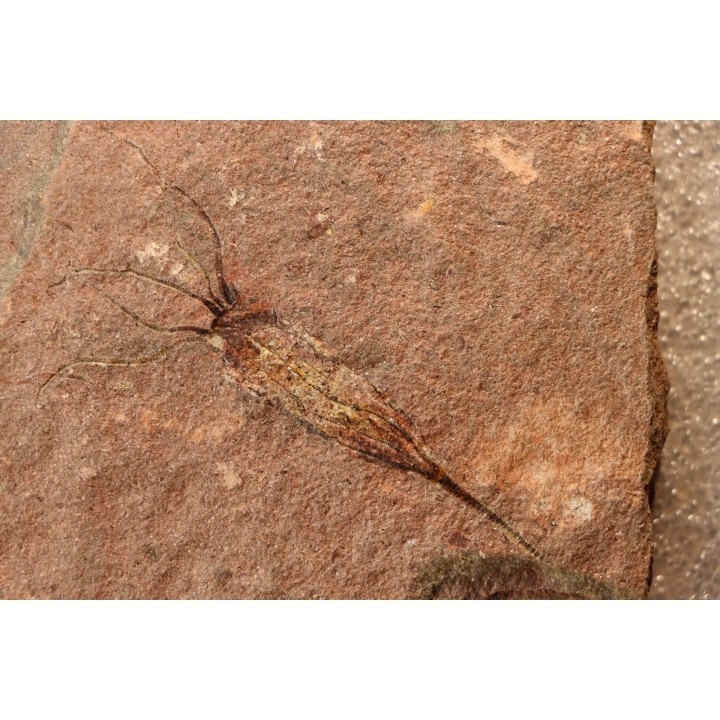 EOCRINOIDES: plate with  ASCOCYSTITES - Sandbian - upper ordovician - Bou Nemrou, Arfoud, Morocco