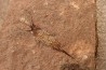EOCRINOIDES: dalle à ASCOCYSTITES - Sandbien - ordovicien sup. - Bou Nemrou, Erfoud, Maroc