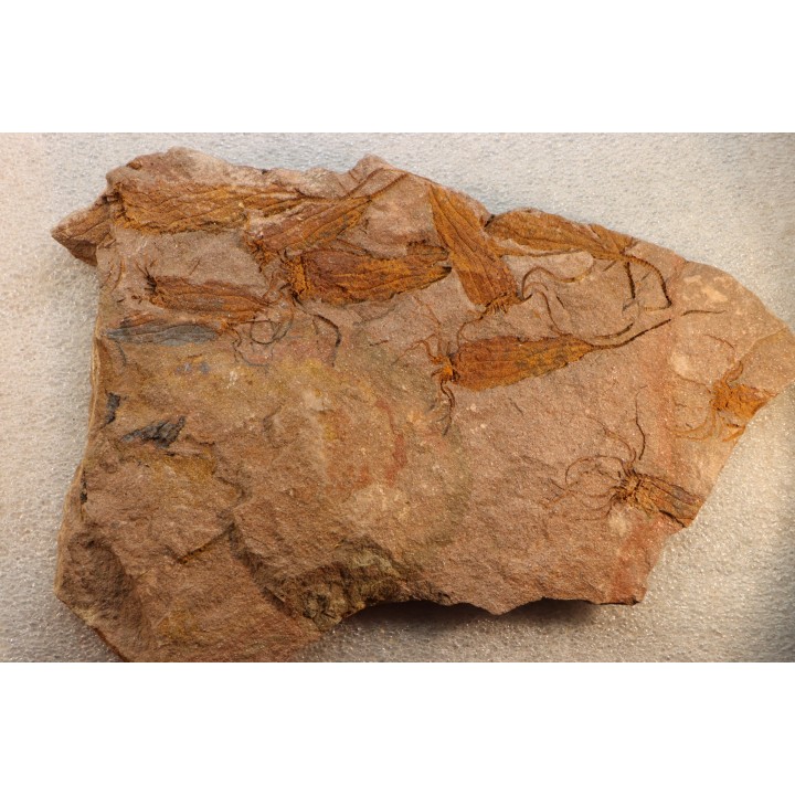 EOCRINOIDES: dalle à  ASCOCYSTITES - Sandbien - ordovicien sup. - Bou Nemrou, Erfoud, Maroc