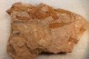 EOCRINOIDES: dalle à  ASCOCYSTITES - Sandbien - ordovicien sup. - Bou Nemrou, Erfoud, Maroc