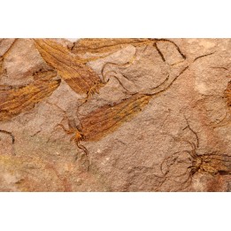EOCRINOIDES: plate with  ASCOCYSTITES - Sandbian - upper ordovician - Bou Nemrou, Arfoud, Morocco