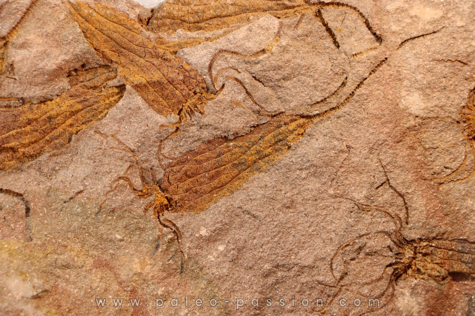 EOCRINOIDES: plate with ASCOCYSTITES - Sandbian - upper ordovician - Bou Nemrou, Arfoud, Morocco