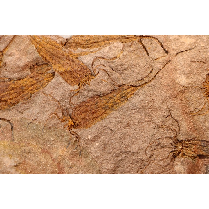 EOCRINOIDES: dalle à  ASCOCYSTITES - Sandbien - ordovicien sup. - Bou Nemrou, Erfoud, Maroc