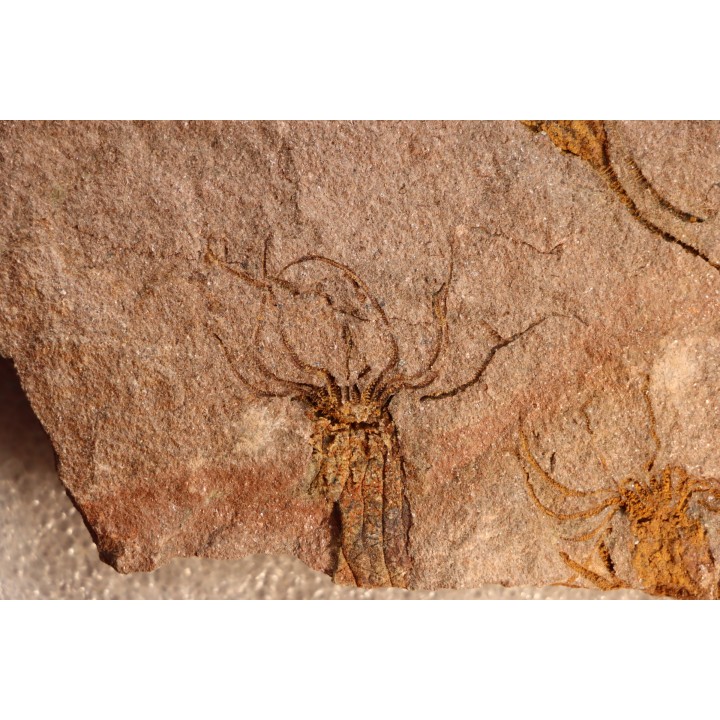 EOCRINOIDES: plate with  ASCOCYSTITES - Sandbian - upper ordovician - Bou Nemrou, Arfoud, Morocco