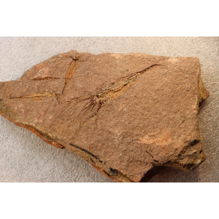 EOCRINOIDES: plate with  ASCOCYSTITES - Sandbian - upper ordovician - Bou Nemrou, Arfoud, Morocco