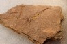 EOCRINOIDES: dalle à ASCOCYSTITES - Sandbien - ordovicien sup. - Bou Nemrou, Erfoud, Maroc